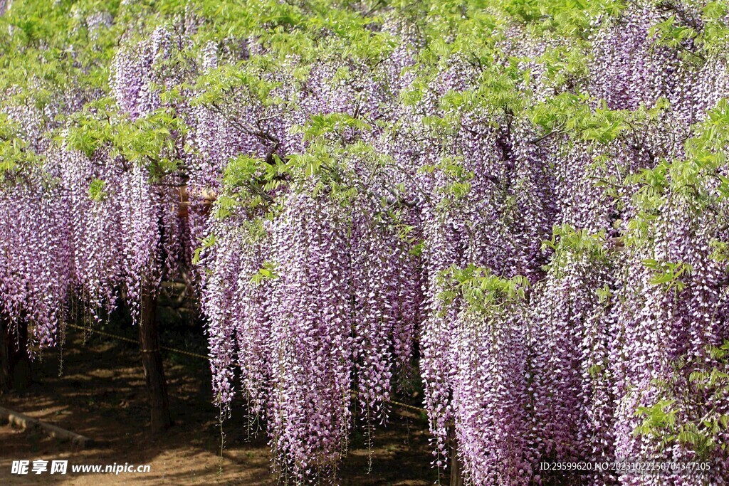 紫藤花