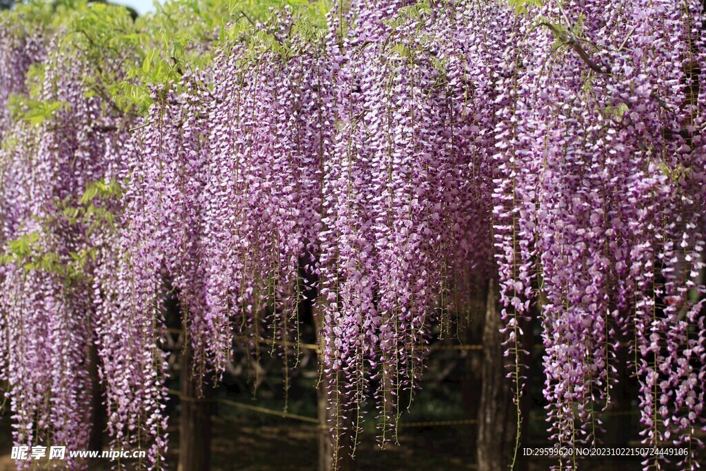 紫藤花