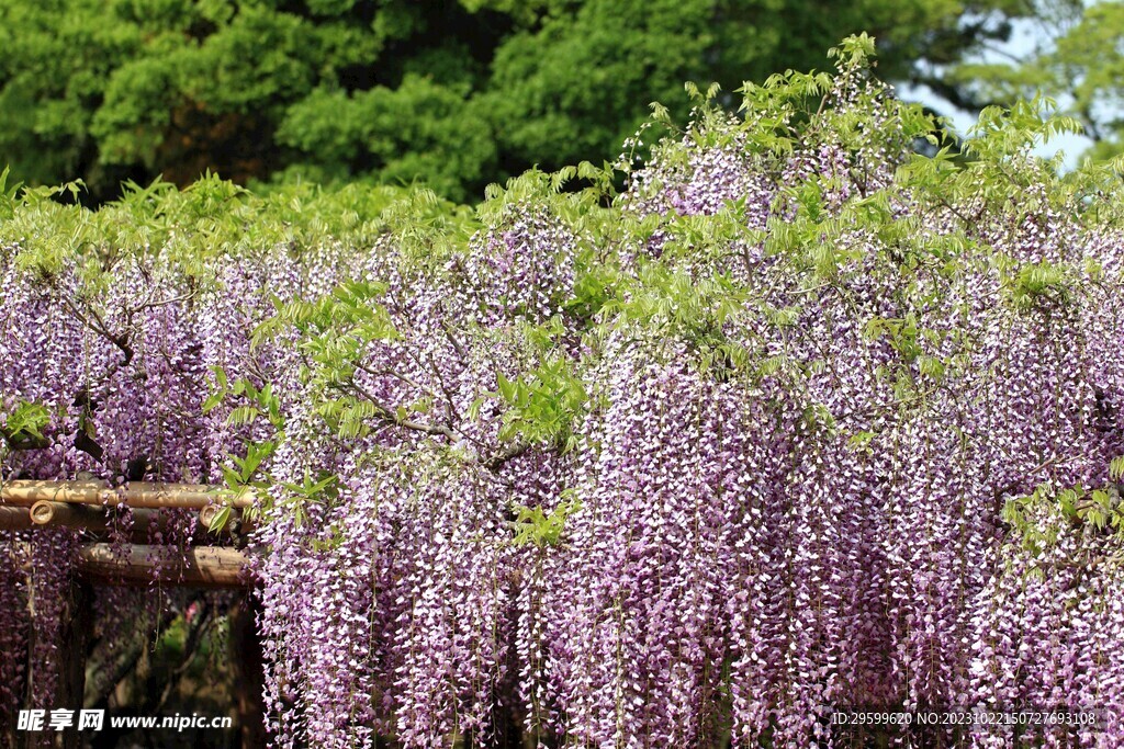 紫藤花