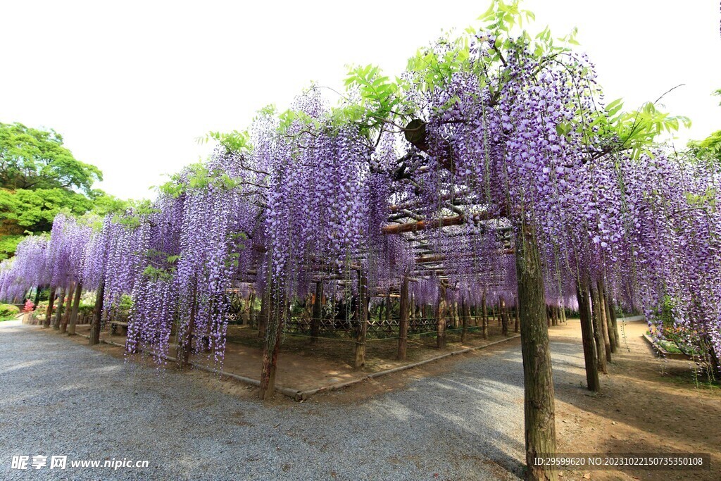 紫藤花