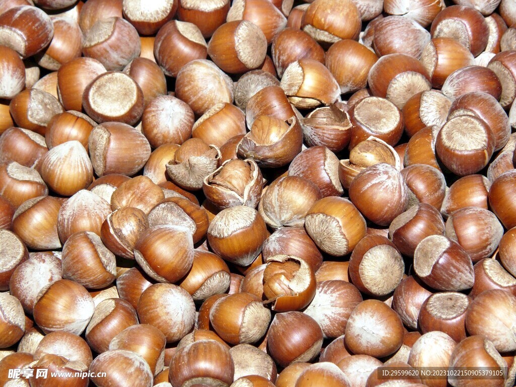 板栗