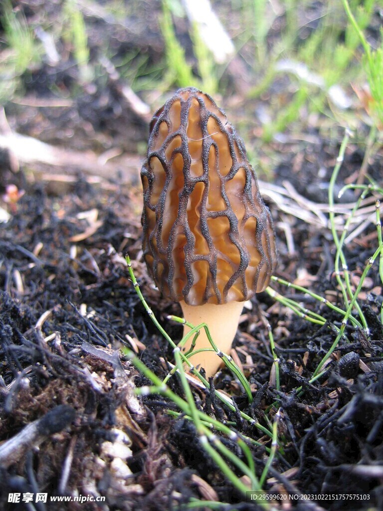 蘑菇