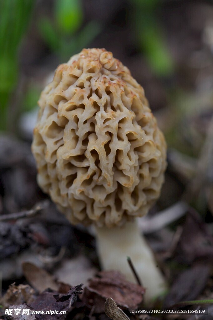 蘑菇