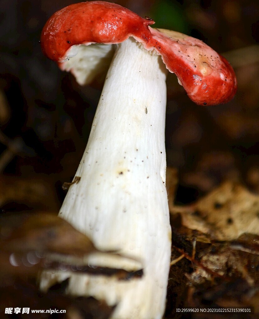 蘑菇