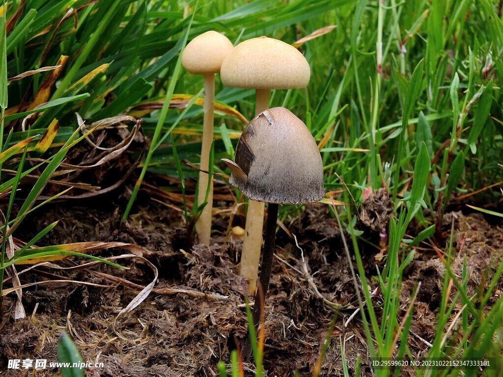 蘑菇