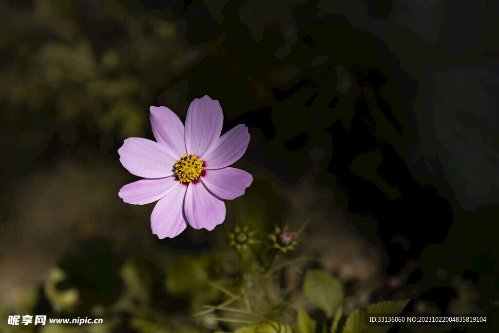 格桑花韵