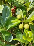 绿植果实