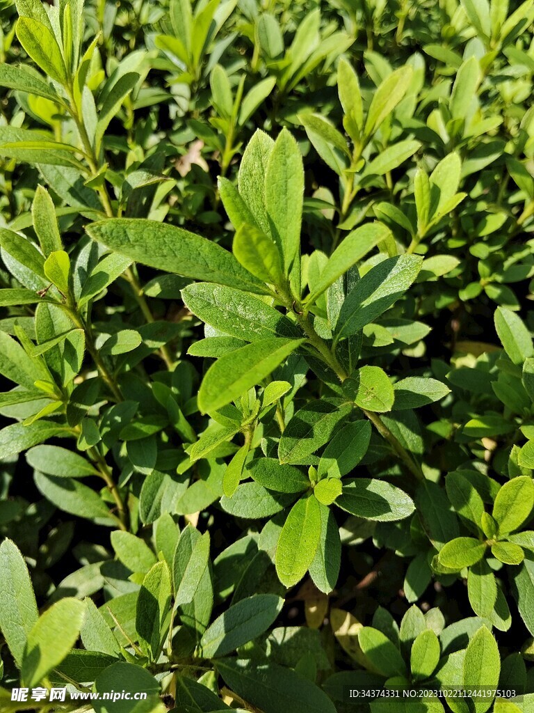 绿植