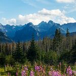 山脉树林风景