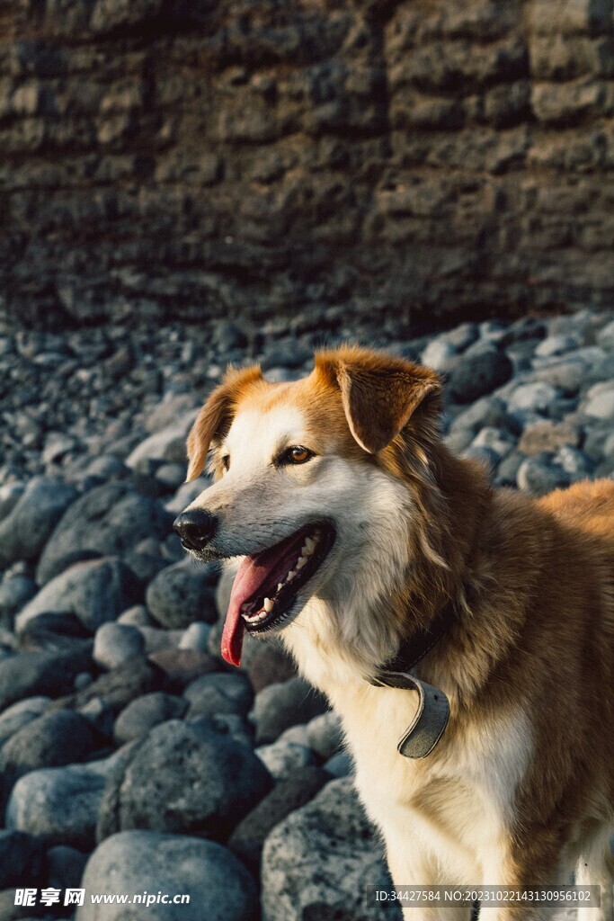 狗