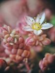 多肉小白花