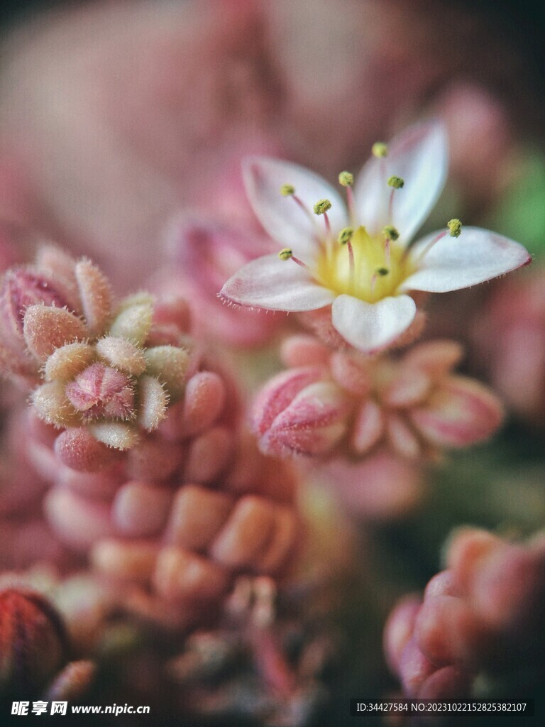 多肉小白花