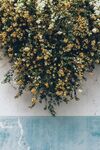 花丛