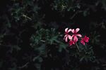 红色小花丛