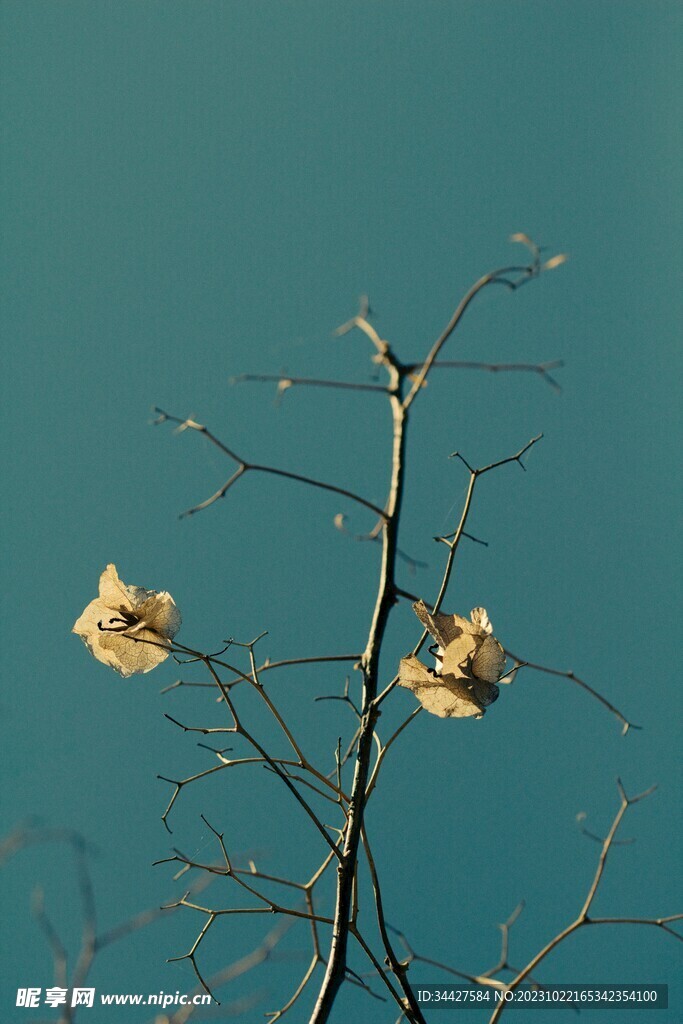 树枝上的干花