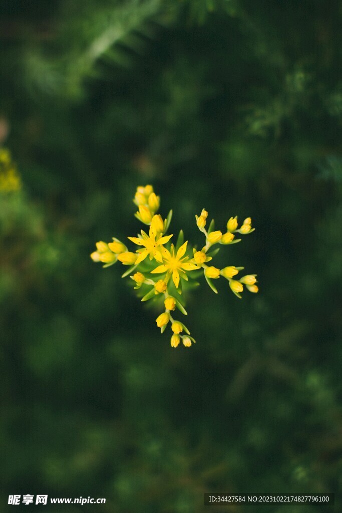 黄色的小花丛
