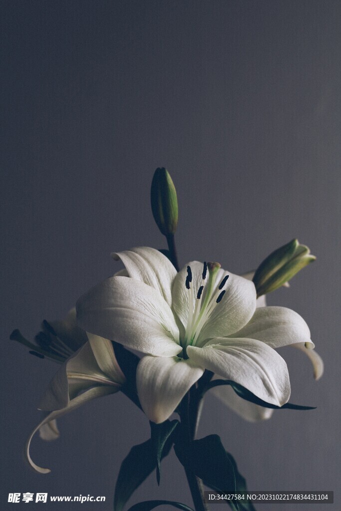 百合花