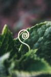 绿植芽须触手