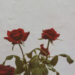 红玫瑰花