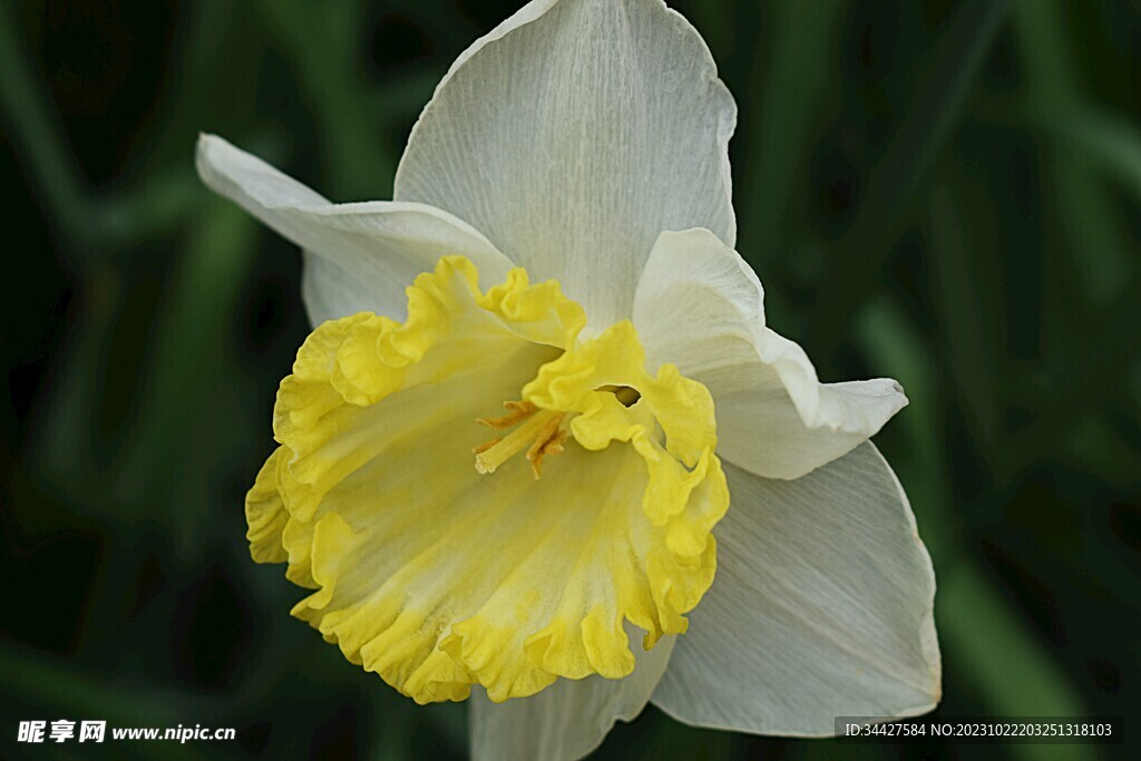 小白花