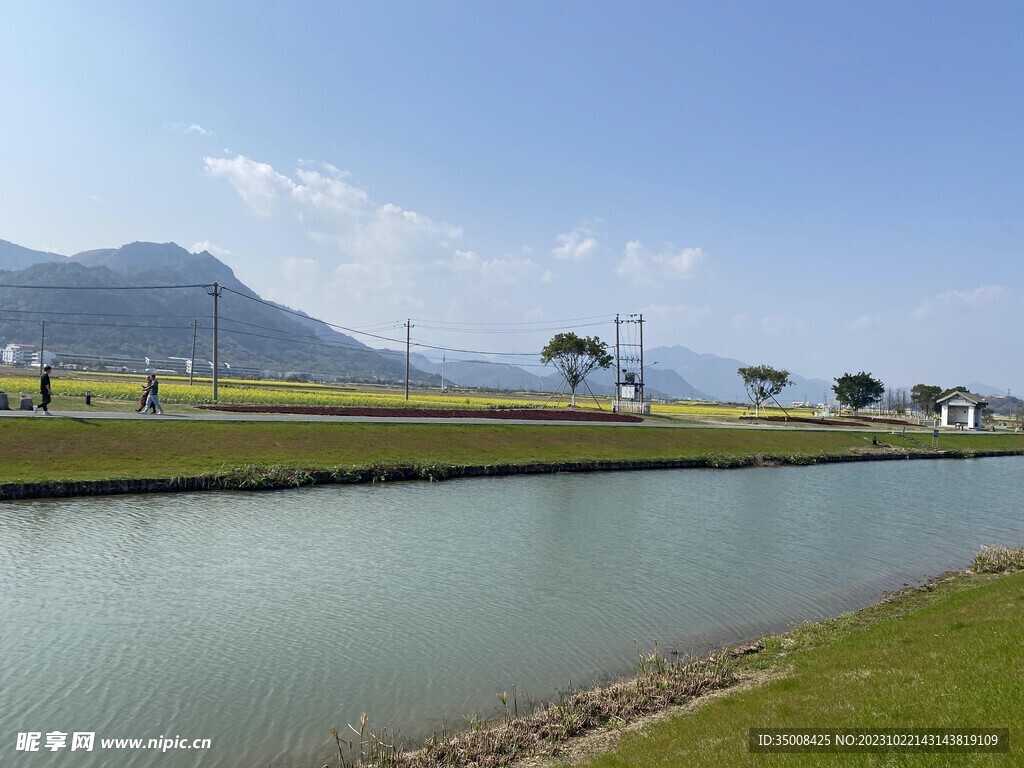 柳树 道旁树 杉树林 湖泊 