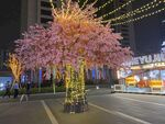 桃花树 景观花