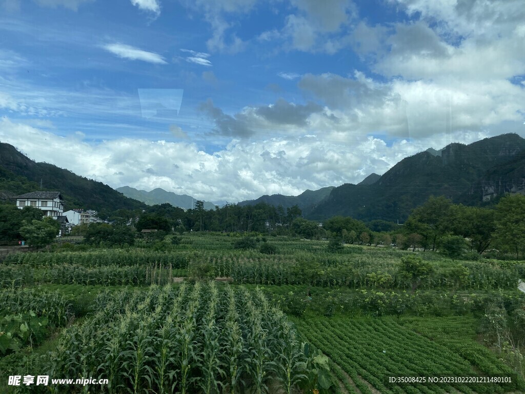 绿植 树林 草丛 田野 稻田