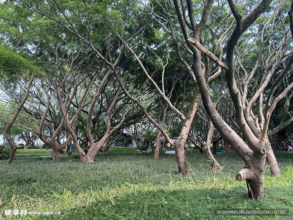 公园 绿植 树林 草丛 景观植