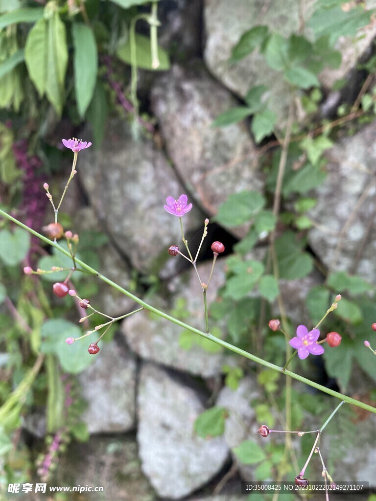 土洋参 假人参