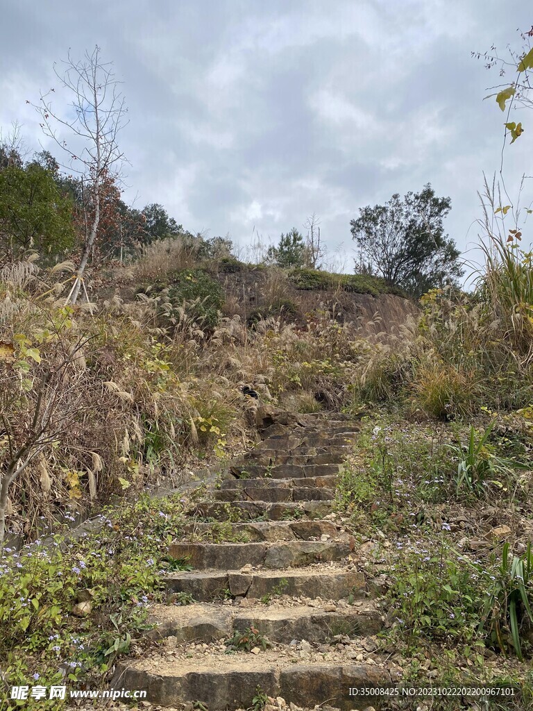 山上 绿植 树林 草丛 景观植