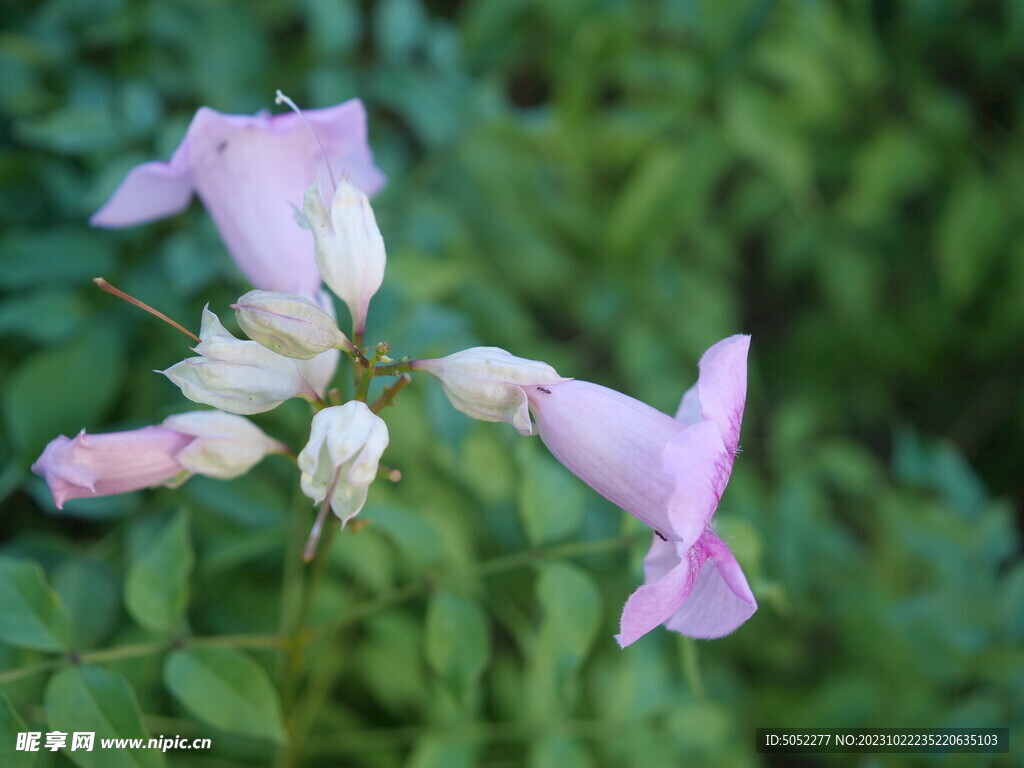 紫色喇叭花