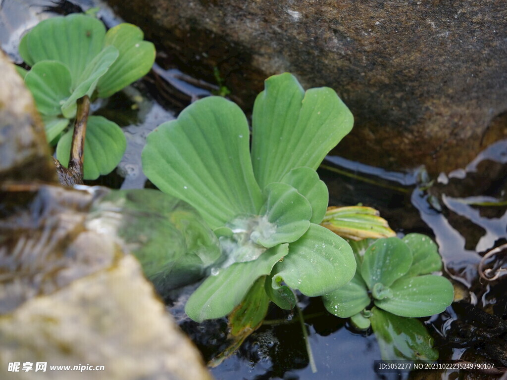 水生植物