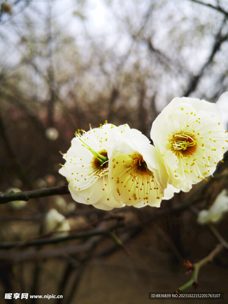 花朵