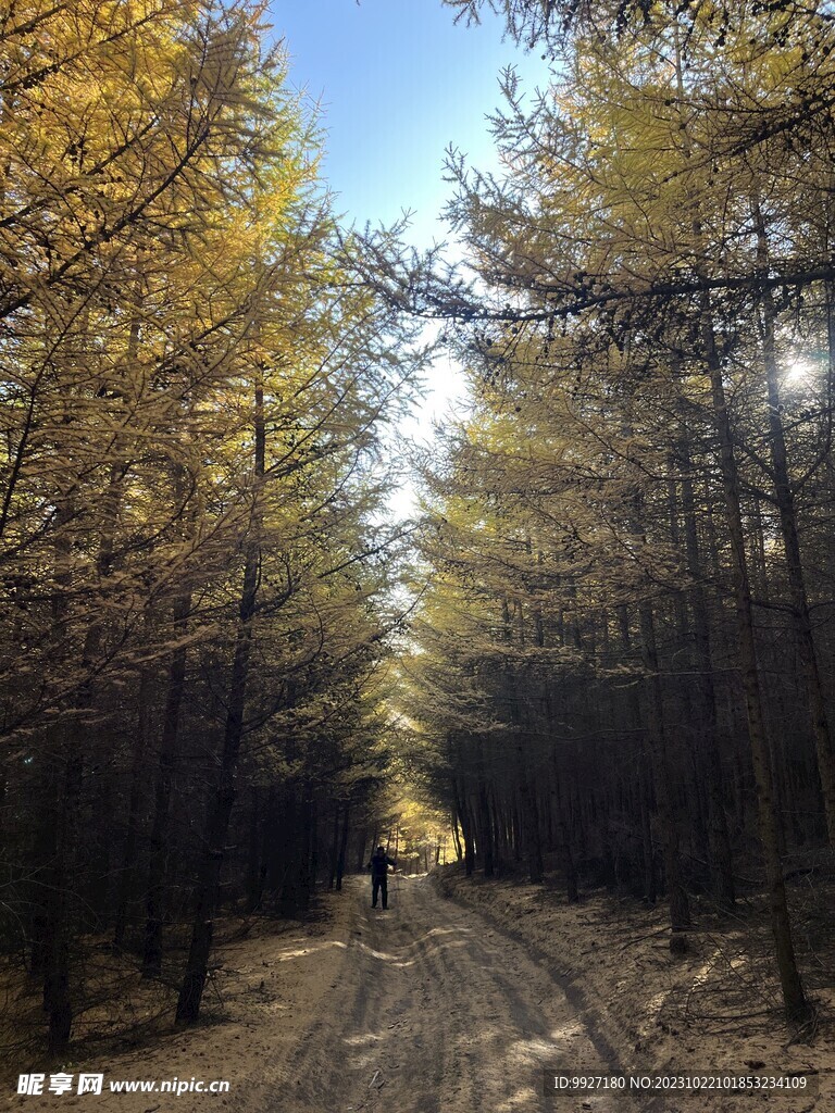 老掌沟风景树林