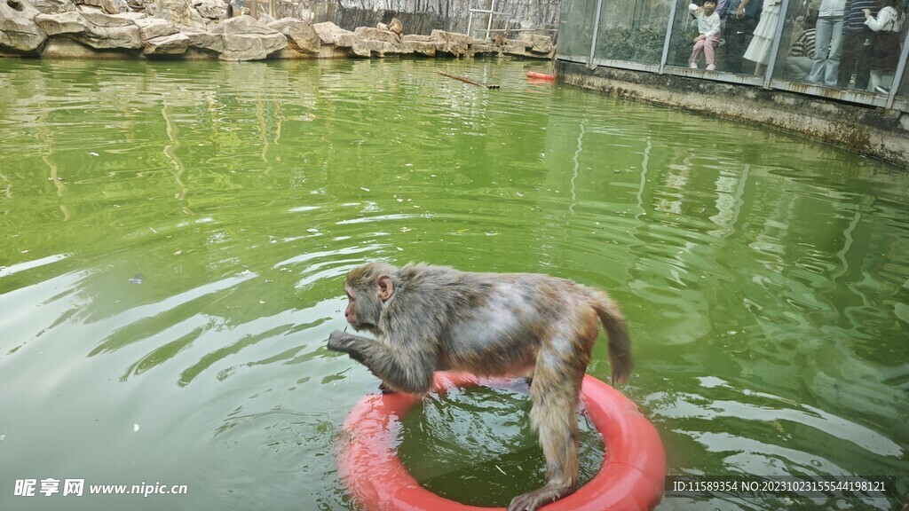 猴子