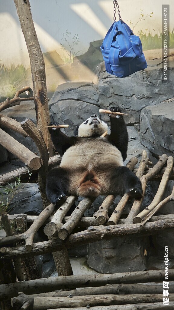 熊猫 红山动物园