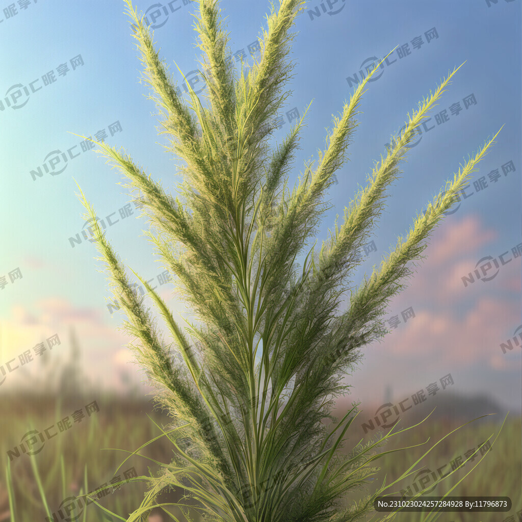 夏枯草