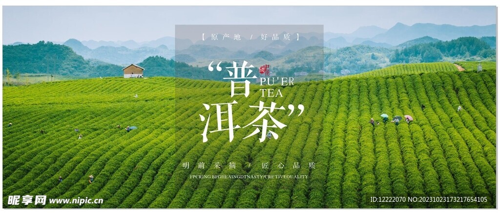 普洱茶