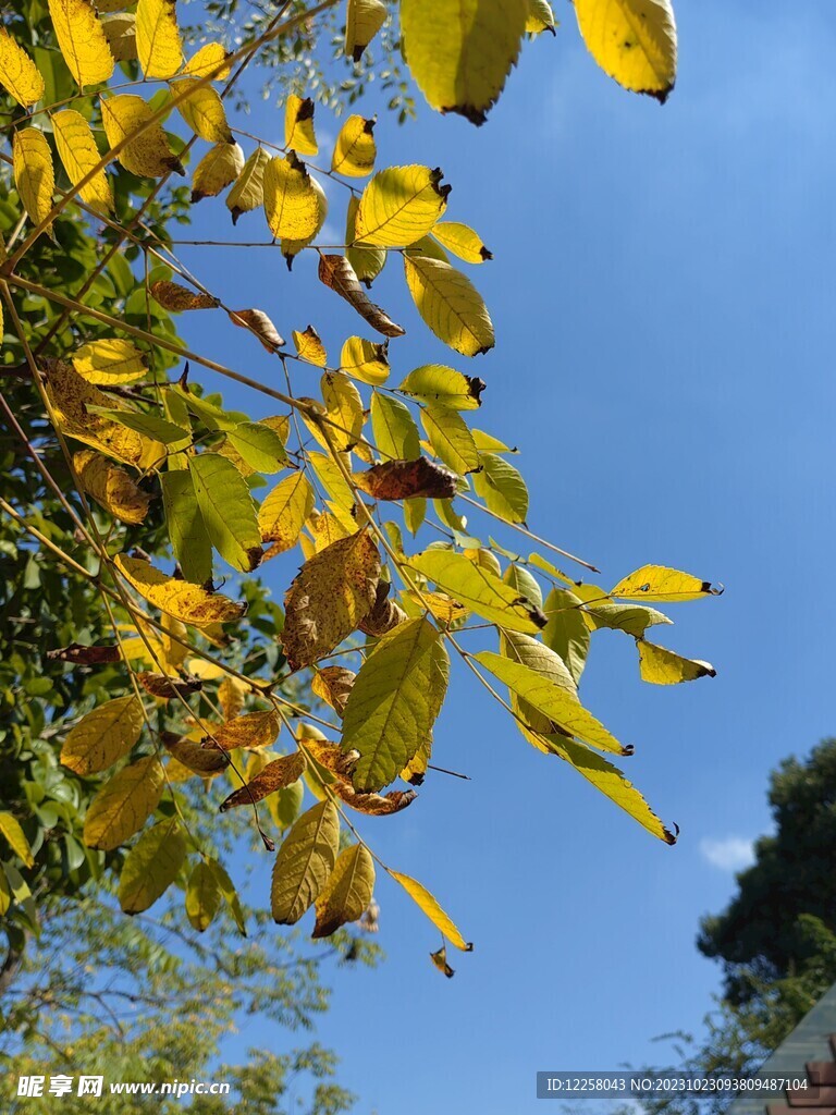 秋季变黄的树叶和蓝色天空
