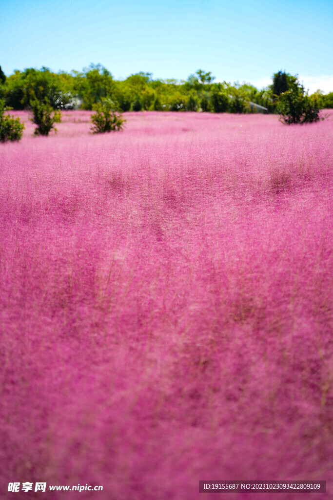 粉红草背景