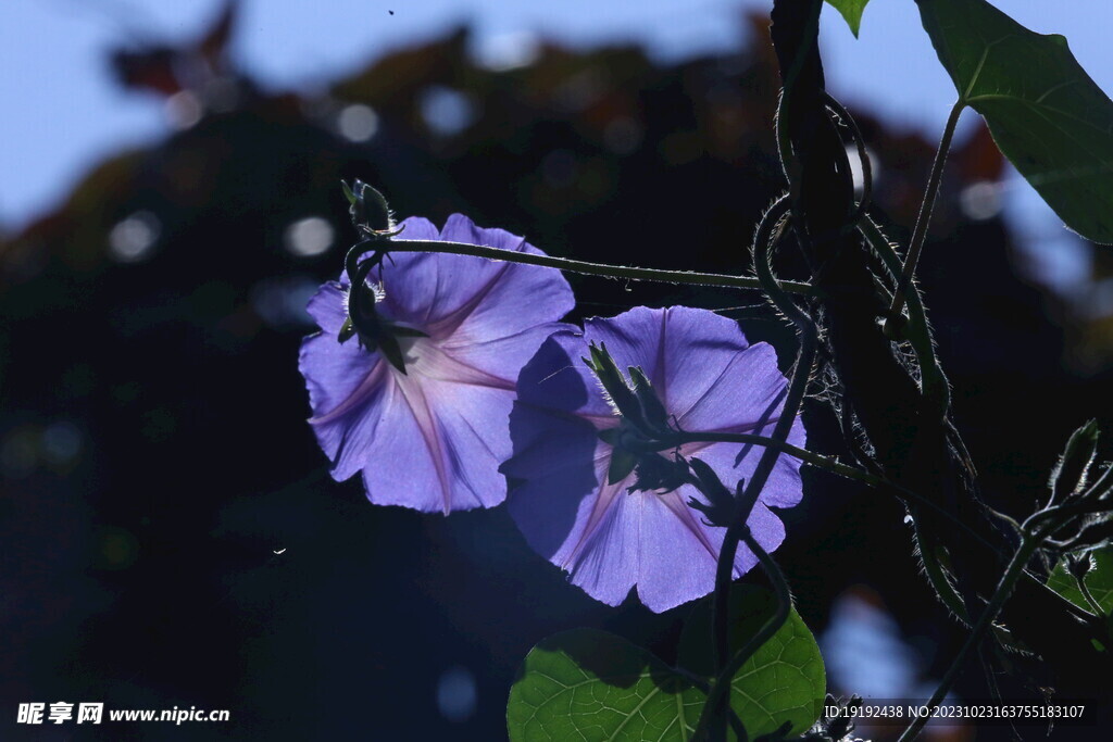 牵牛花 