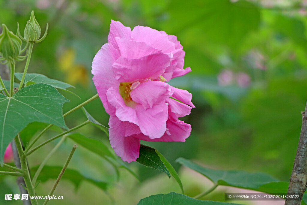 粉色木芙蓉花