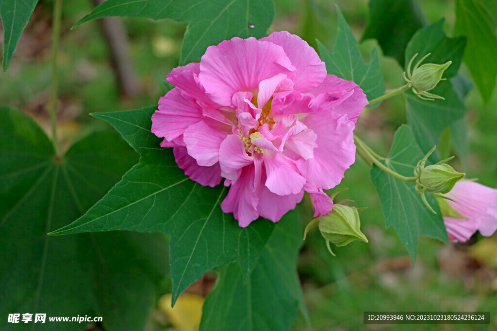 粉色木芙蓉花