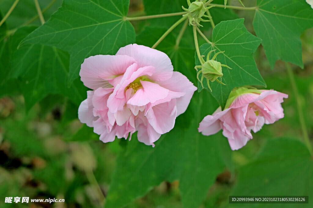 粉色木芙蓉花