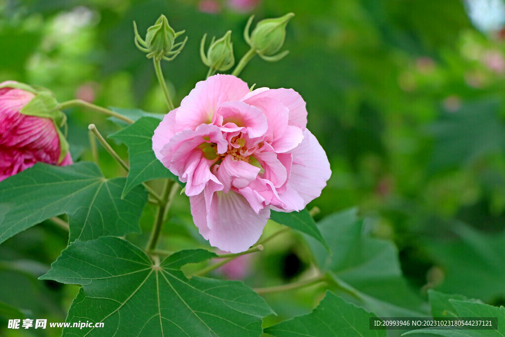 粉色木芙蓉花