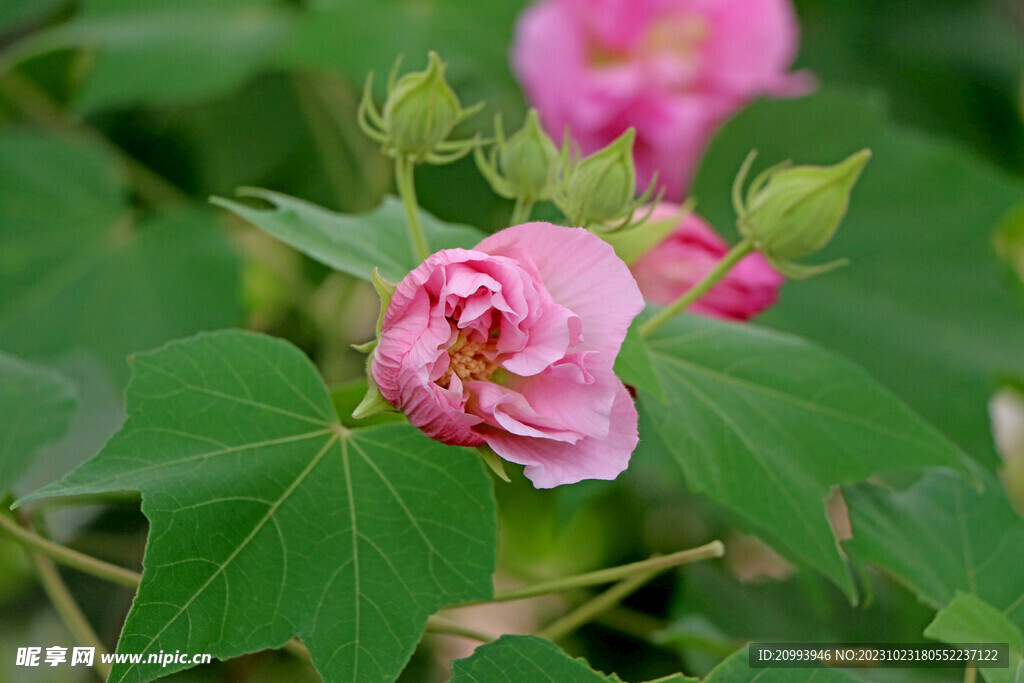 粉色木芙蓉花