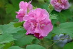 粉色木芙蓉花