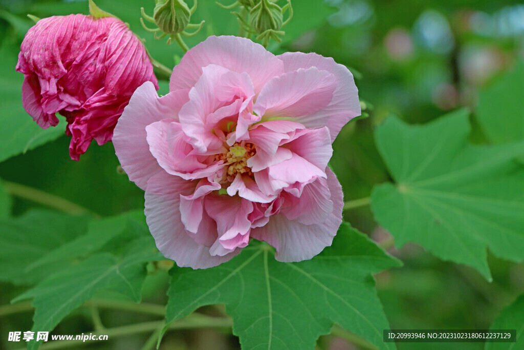 粉色木芙蓉花