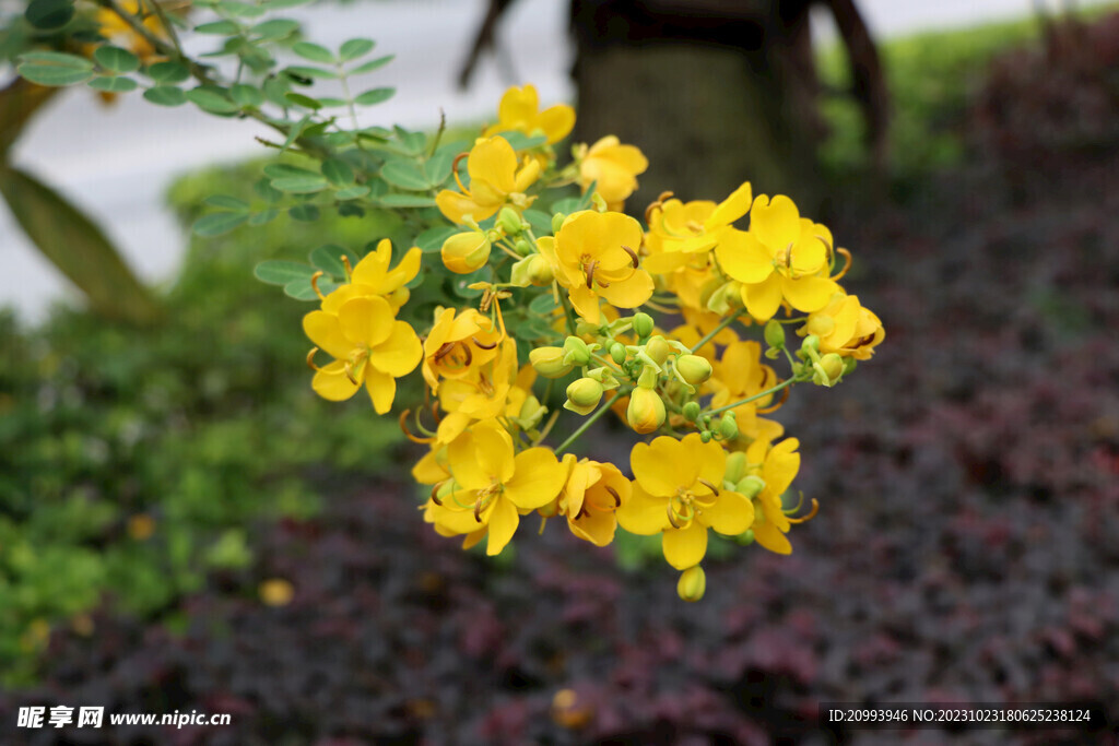 黄槐决明花