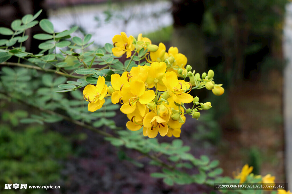 黄槐决明花